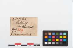 Etikett zu Eisenlanzenspitze (NHMW-PRAE-024466)
